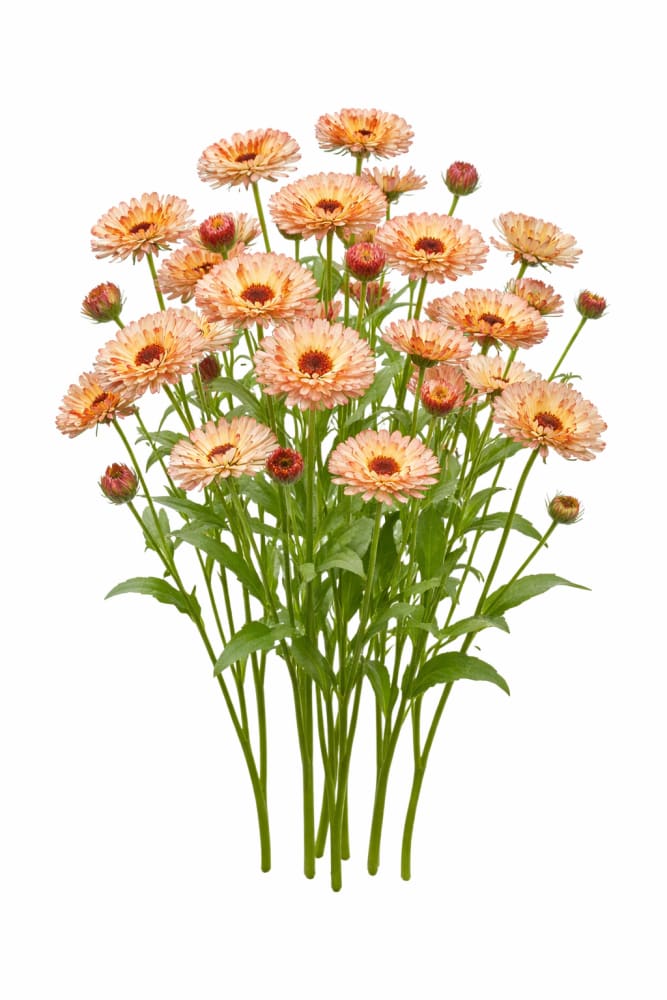 Calendula officinalis Touch of Red Buff | Pot Marigold | Cut flower - 50 seeds / 60 cm / Beige-pink color - seeds