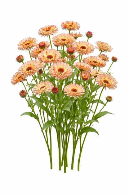 Calendula officinalis Touch of Red Buff | Pot Marigold | Cut flower - 50 seeds / 60 cm / Beige-pink color - seeds