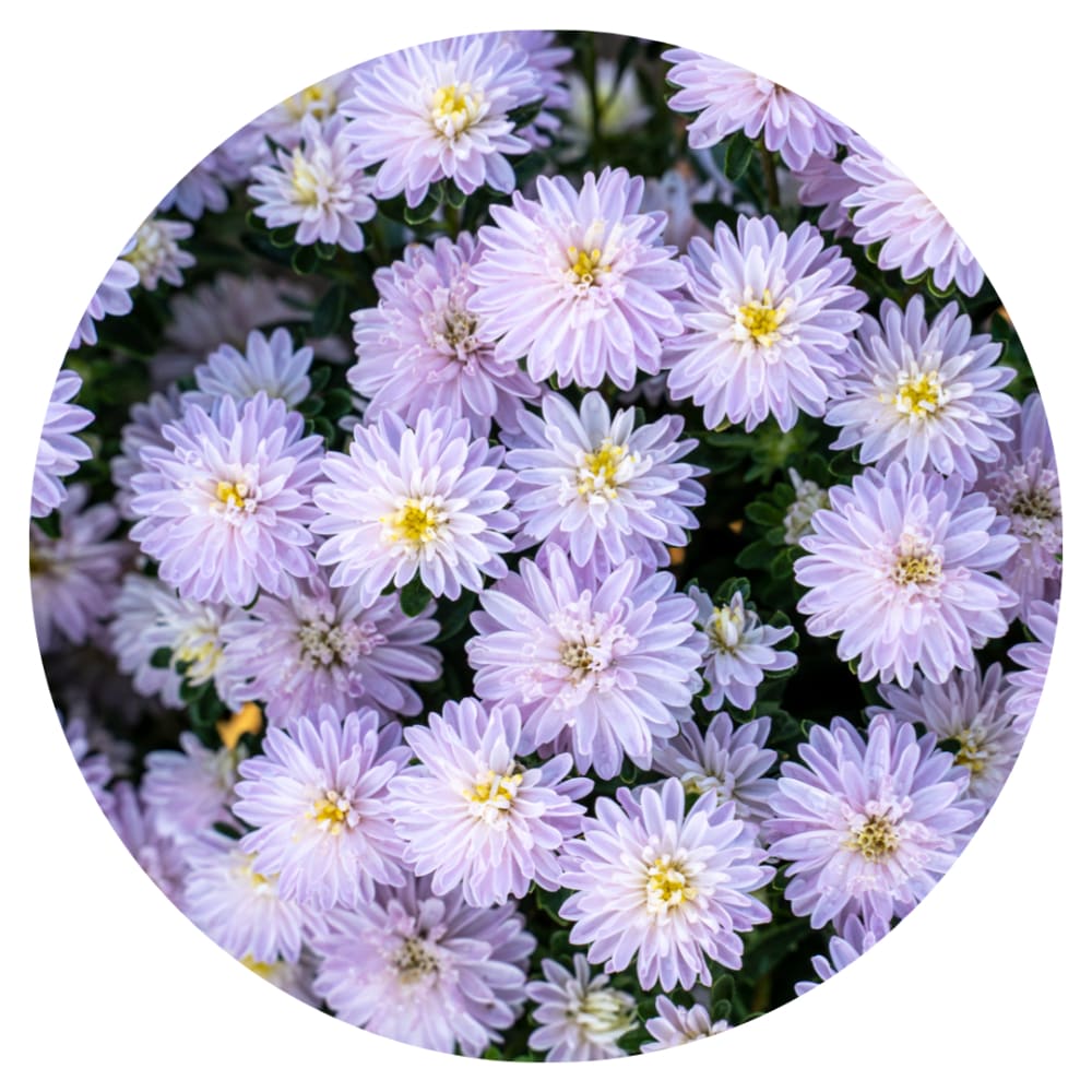 Aster NEW Confetti.