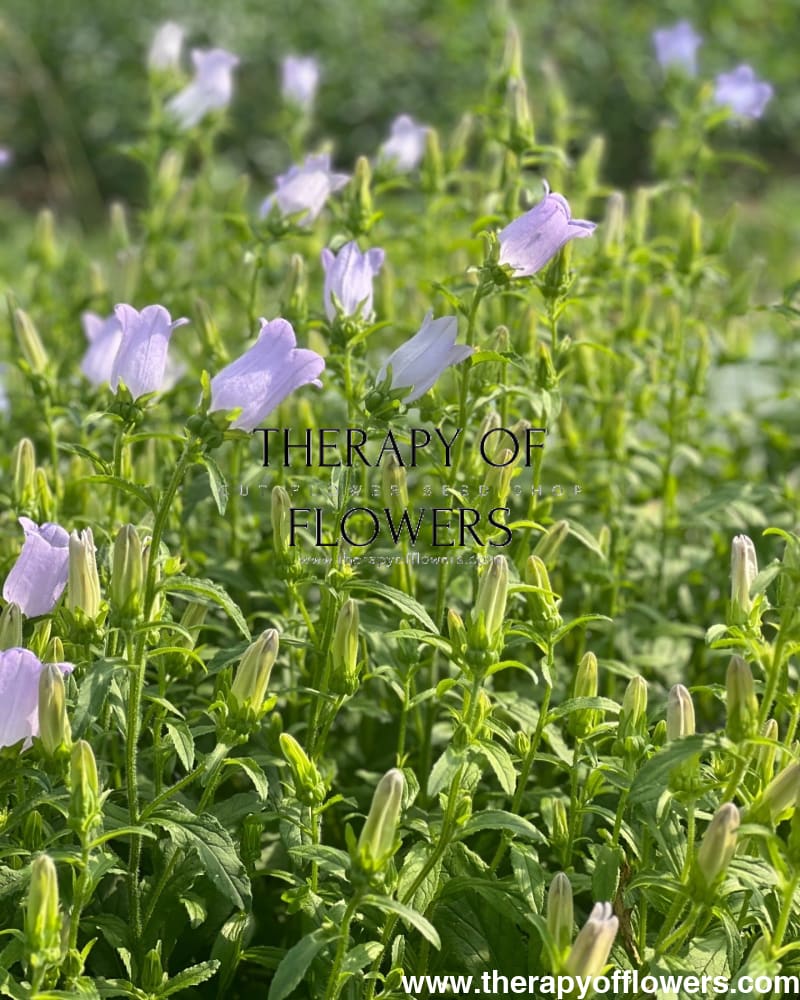 lavender bells plant Campanula Medium Champion Lavender – Graceful Lavender Bell Flowers for Gardens and Arrangements – therapyofflowers.com