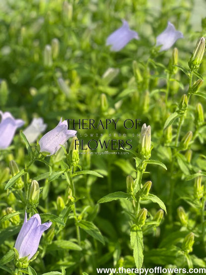 Campanula Medium Champion Lavender.