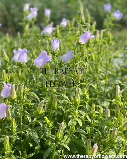 Campanula Medium Champion Lavender.