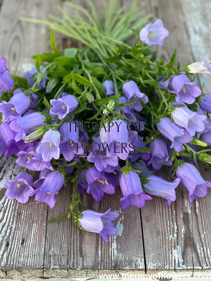 Campanula Medium Champion Lavender.