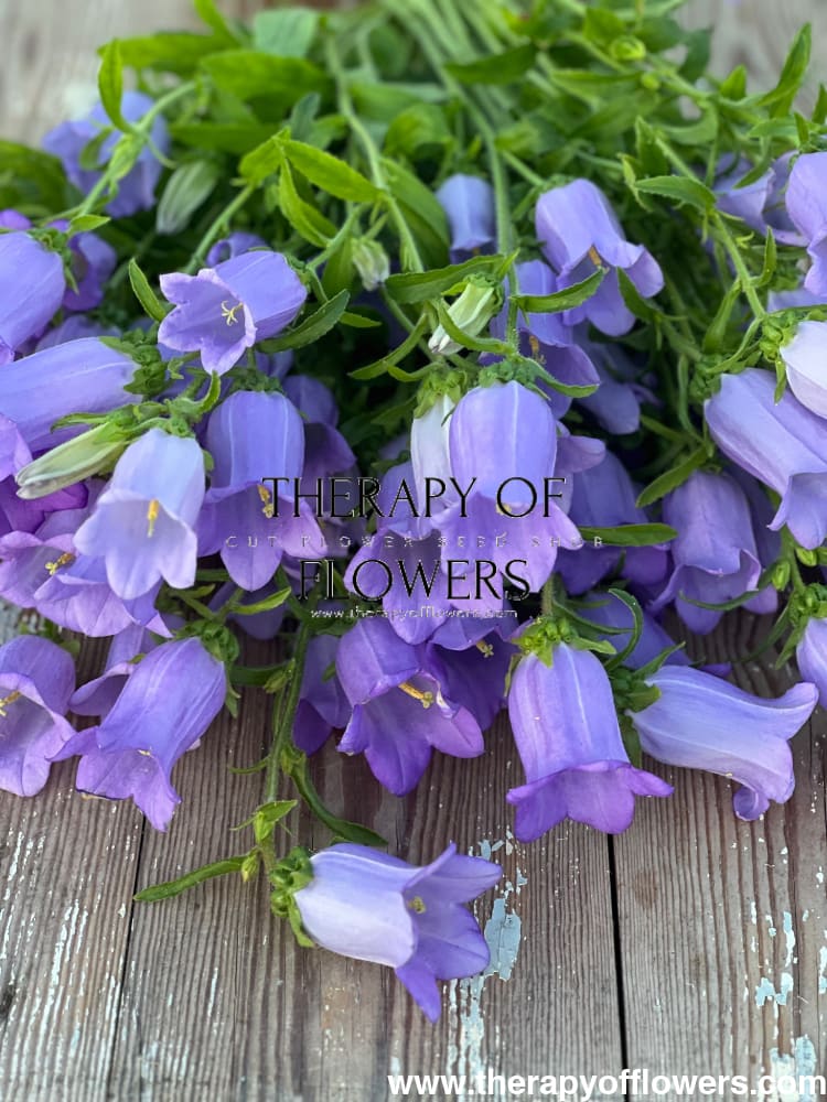 lavender flower shape Campanula Medium Champion Lavender – Graceful Lavender Bell Flowers for Gardens and Arrangements – therapyofflowers.com