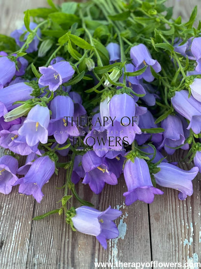 Campanula Medium Champion Lavender.
