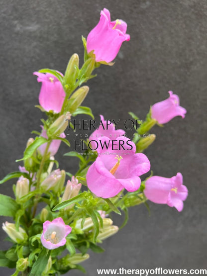 Campanula Medium Champion Pink | Pelleted - 20 Pelleted seeds / 70 -80 cm - Seeds