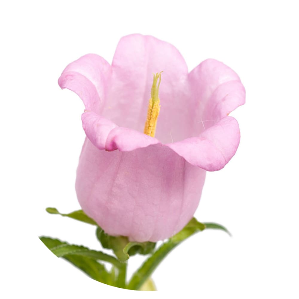 Campanula Medium Champion Pink | Pelleted