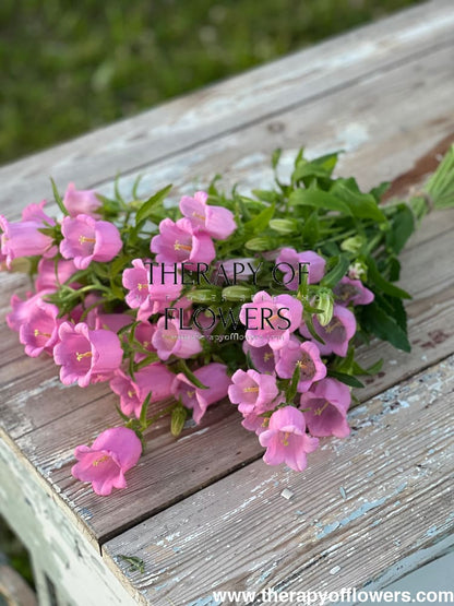 Campanula Medium Champion Pink.