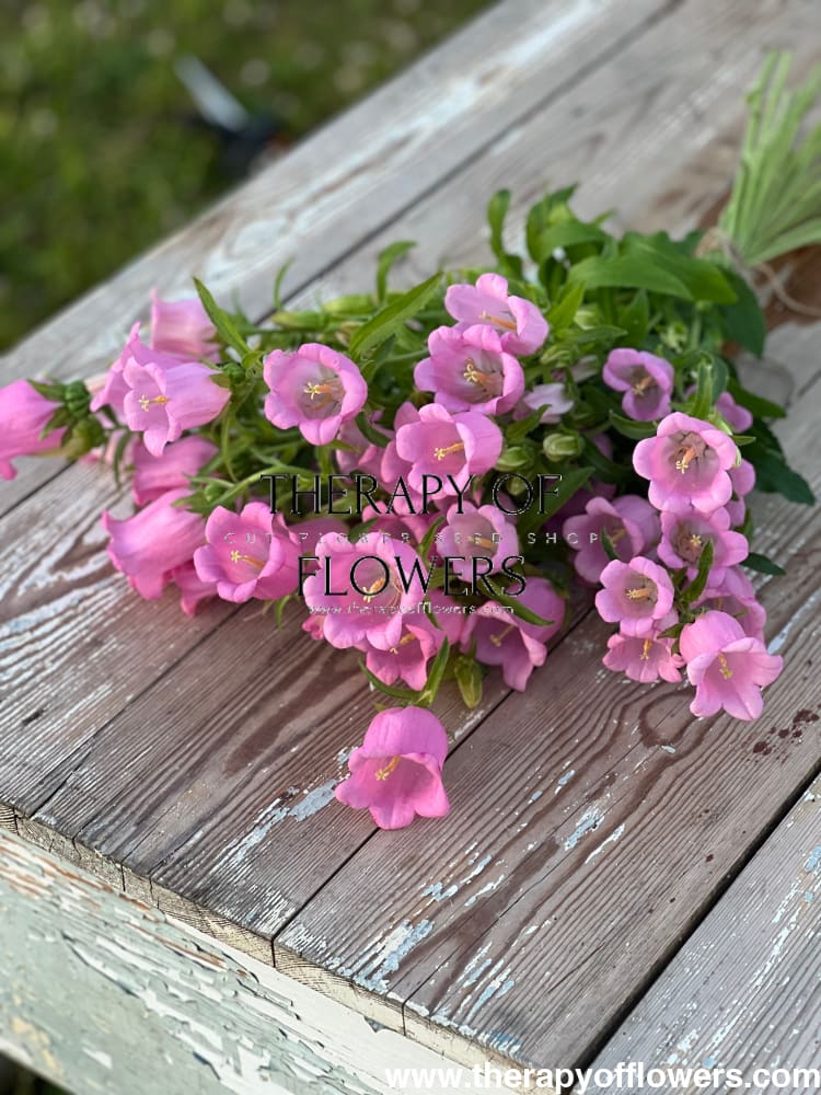 champion flower seed Campanula Medium Champion Pink – Elegant Pink Bell-Shaped Flowers for Garden and Arrangements – therapyofflowers.com