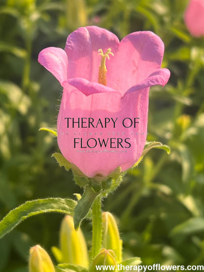 Campanula Medium Champion Pink.