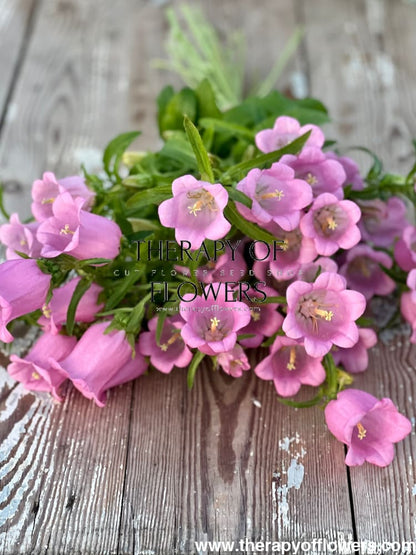 Campanula Medium Champion Pink.