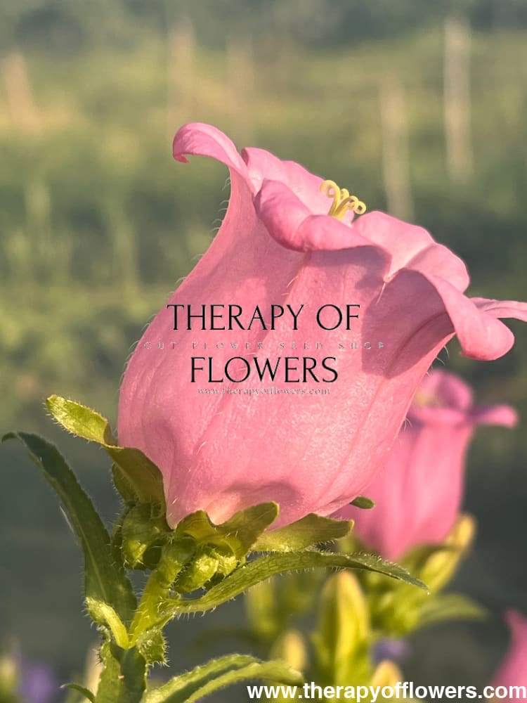 champion flower seed Campanula Medium Champion Pink – Elegant Pink Bell-Shaped Flowers for Garden and Arrangements – therapyofflowers.com