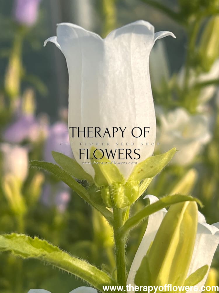 campanula flower seeds Campanula Medium Champion White – Elegant Bell-Shaped Flowers for Gardens and Bouquets – therapyofflowers.com