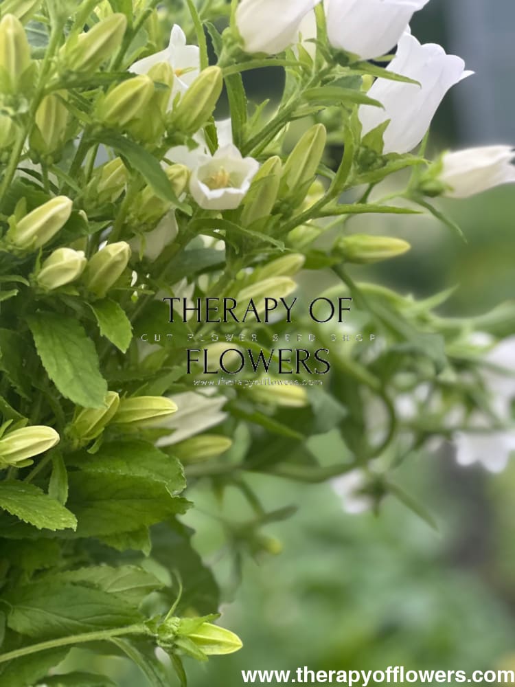 the champion flower seeds Campanula Medium Champion White – Elegant Bell-Shaped Flowers for Gardens and Bouquets – therapyofflowers.com