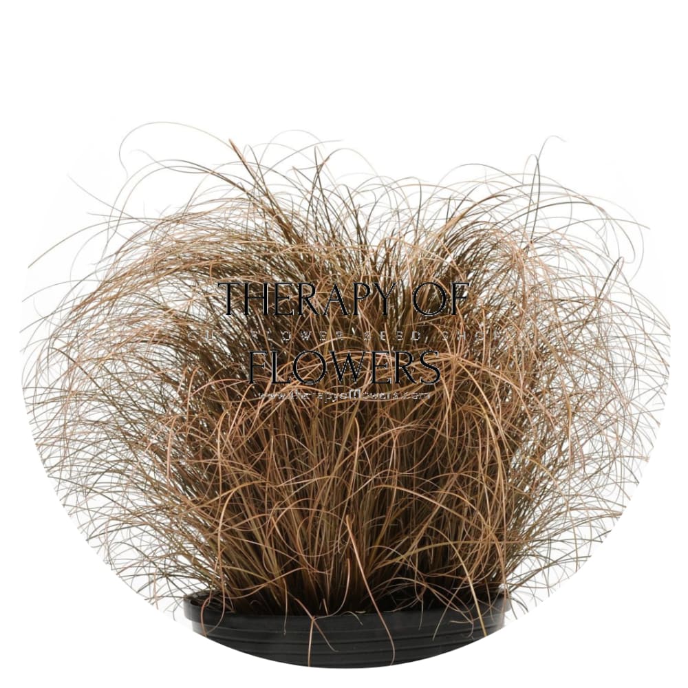 Carex comans Bronco | Leatherleaf Sedge | Pelleted therapyofflowers.com