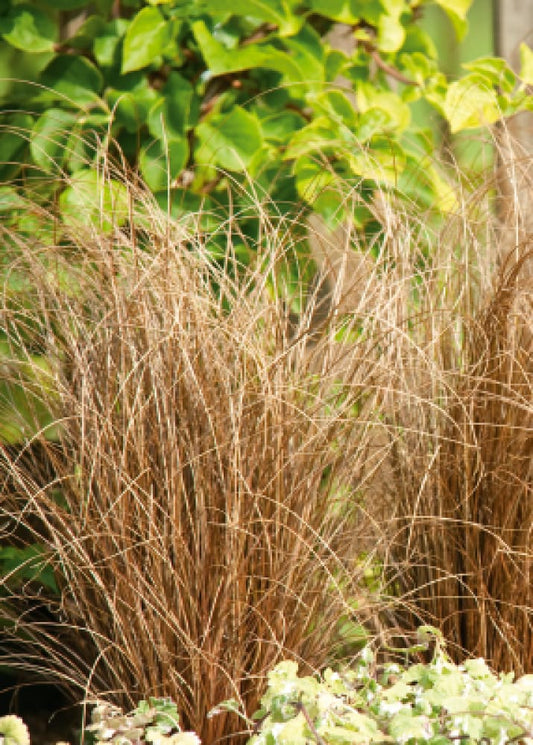 Carex comans Zora | New Zealand Hairy Sedge - 20 seeds / 35 cm / Brown - Seeds