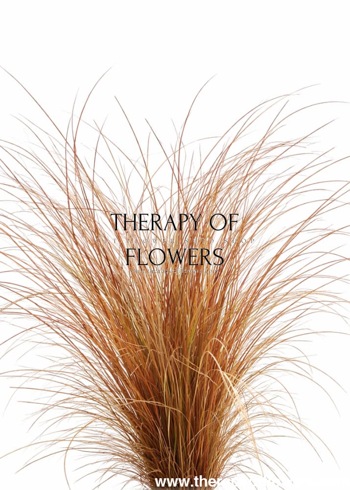 Carex comans Zora | New Zealand Hairy Sedge - 20 seeds / 35 cm / Brown - Seeds