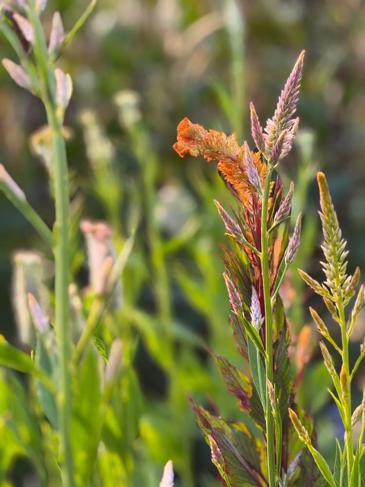 Celosia argentea cristata Light white, pink therapyofflowers.com