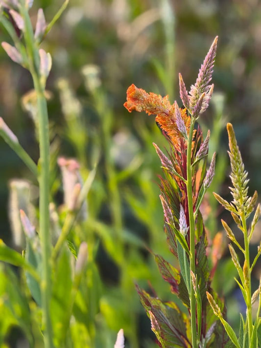 Celosia argentea cristata Light white, pink therapyofflowers.com