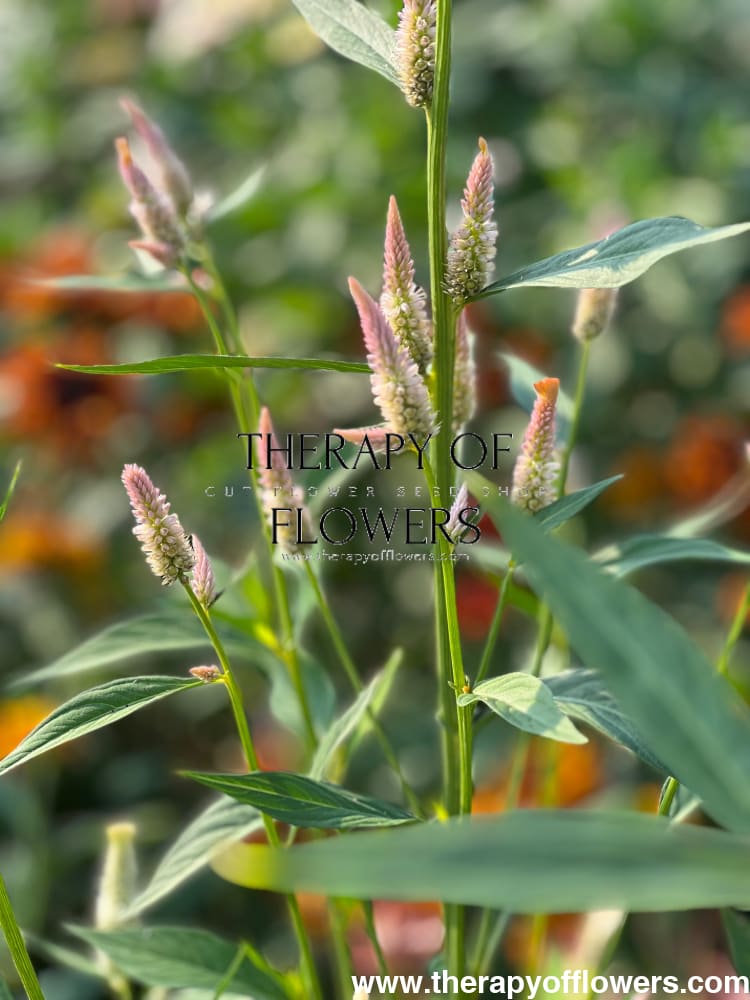 Celosia argentea cristata Light white, pink therapyofflowers.com