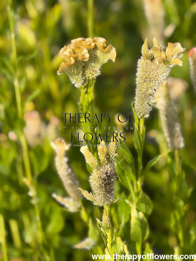 Celosia argentea cristata Light white, pink | Cockscomb therapyofflowers.com