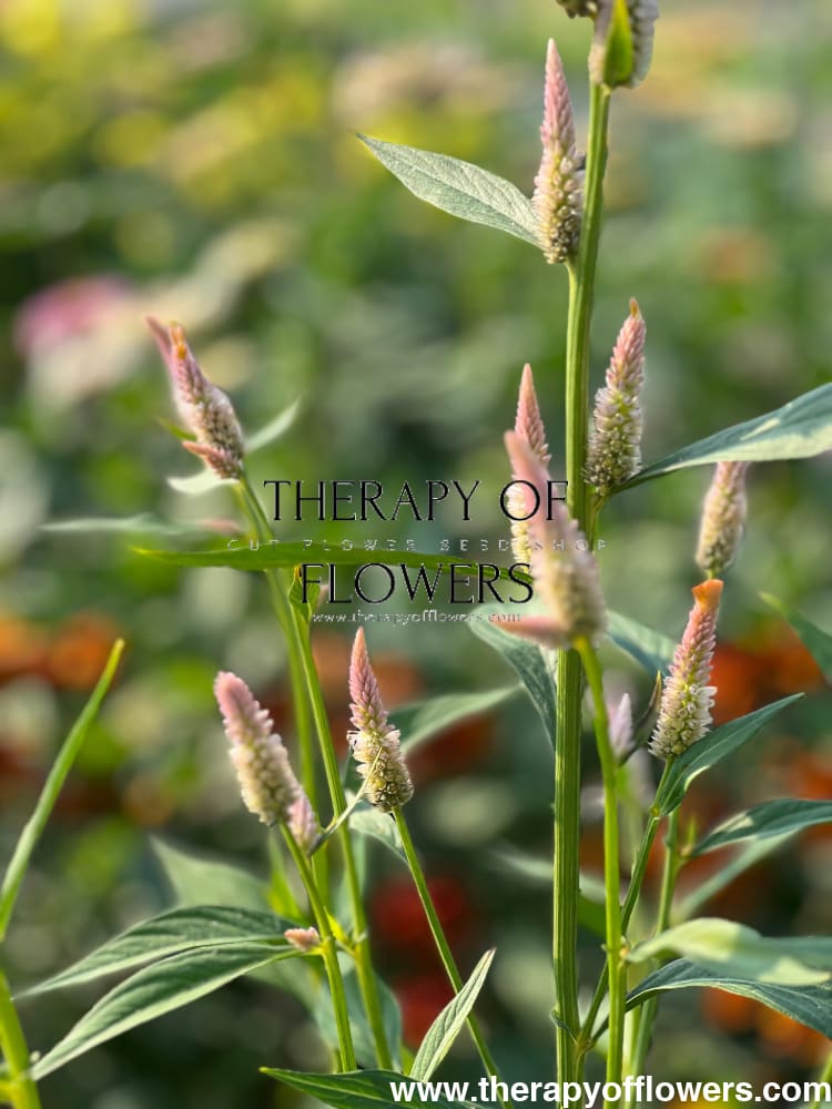 Celosia argentea cristata Light white, pink therapyofflowers.com