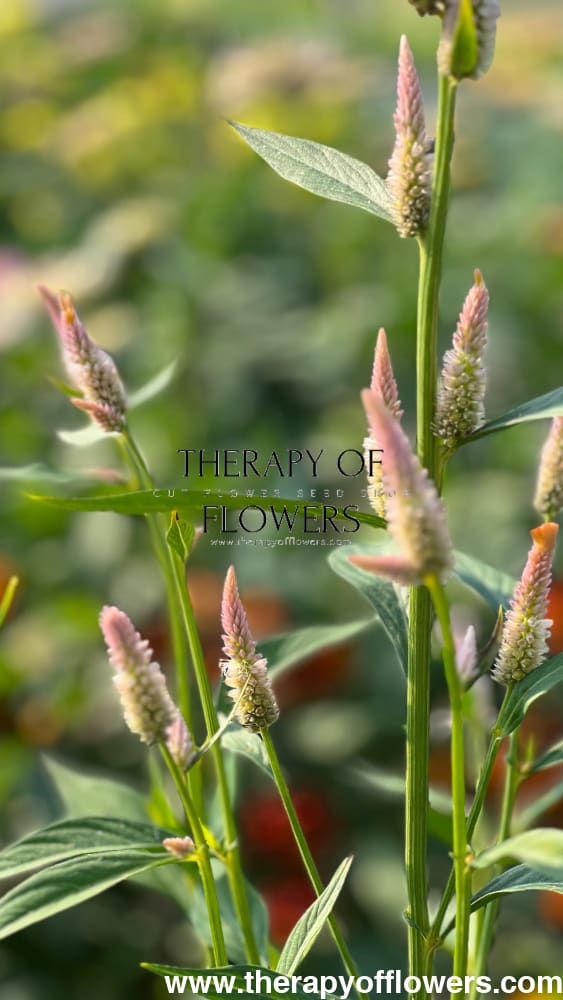 Celosia argentea cristata Light white, pink therapyofflowers.com