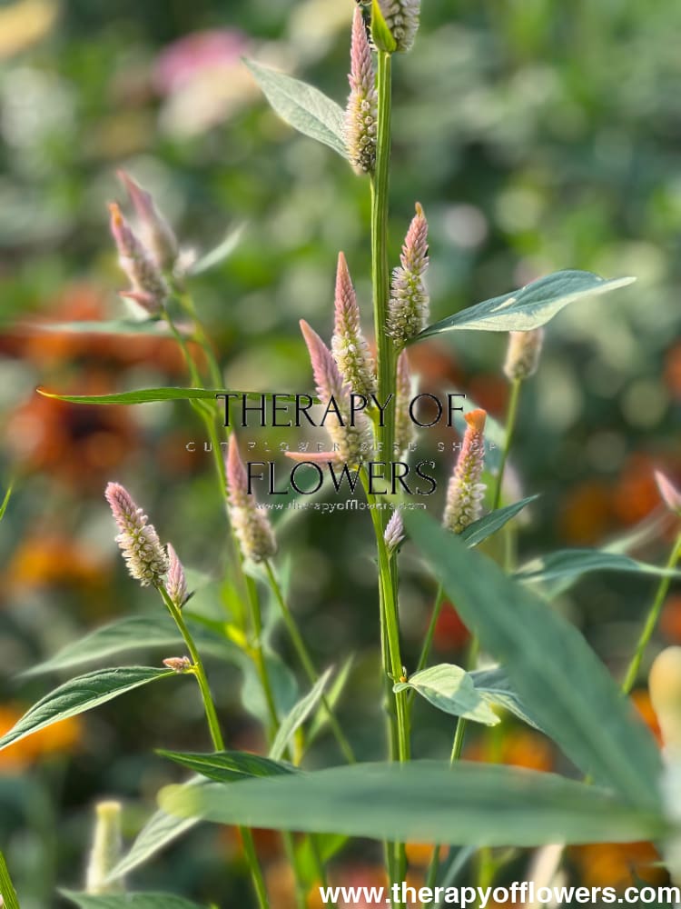 Celosia argentea cristata Light white, pink therapyofflowers.com