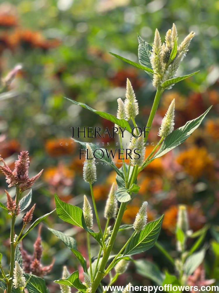 Celosia argentea cristata Light white, pink therapyofflowers.com