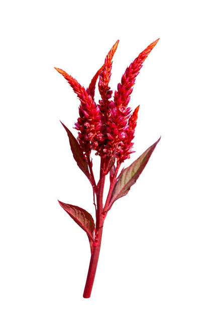 Celosia argentea var. plumosa Forest Fire | Feather Celosia | Tall therapyofflowers.com