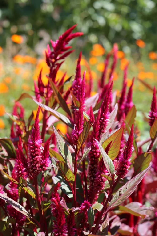 Celosia argentea var. plumosa Forest Fire | Feather Celosia | Tall therapyofflowers.com