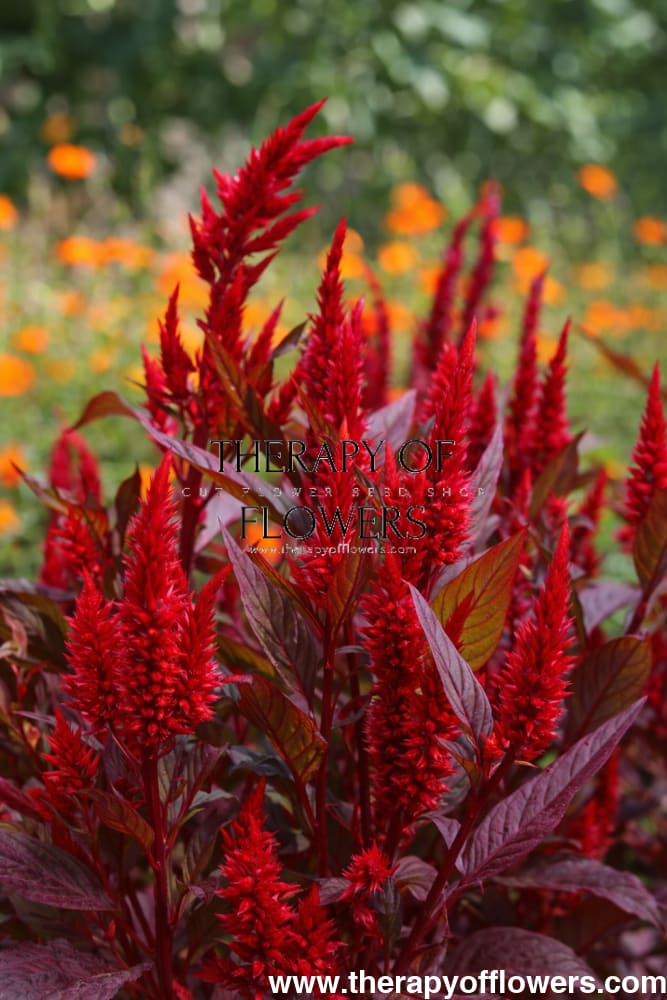 Celosia 'Forest Fire' Seeds | Feather Celosia | Tall Red Blooms