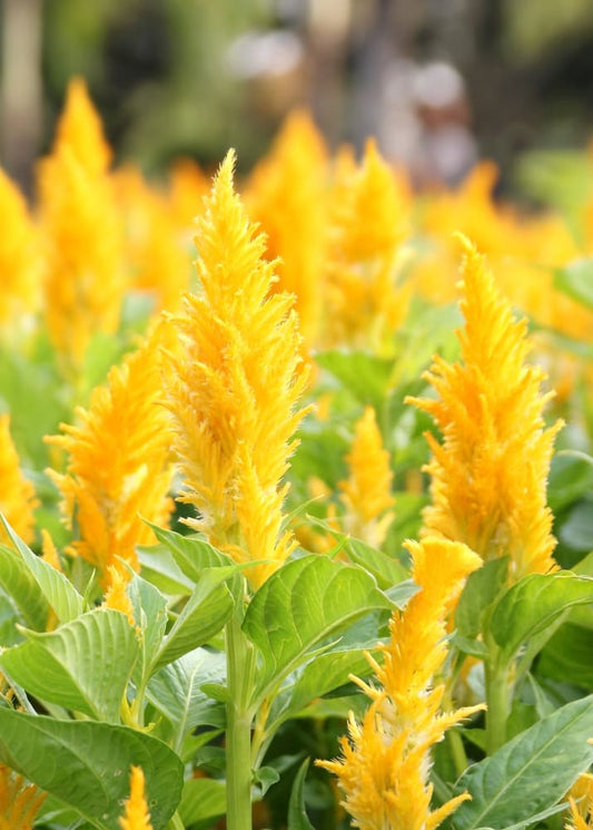 Celosia argentea var. plumosa Golden Plume | Feather Celosia | Tall therapyofflowers.com