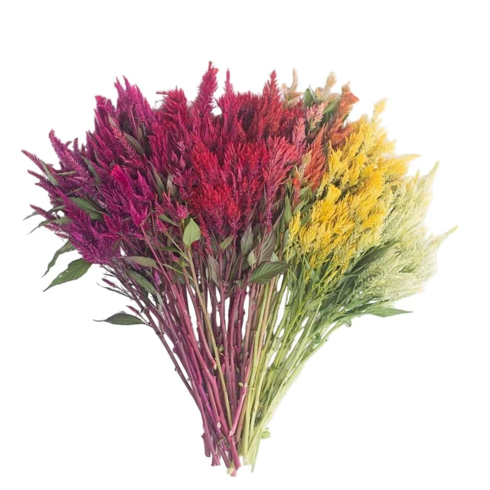 Celosia argentea var. plumosa Pampas Plume Mixture | Feather Celosia | Tall therapyofflowers.com