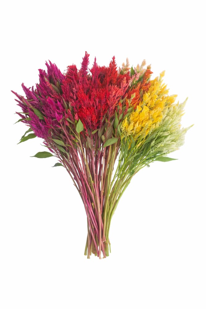 Celosia argentea var. plumosa Pampas Plume Mixture | Feather Celosia | Tall - Seeds