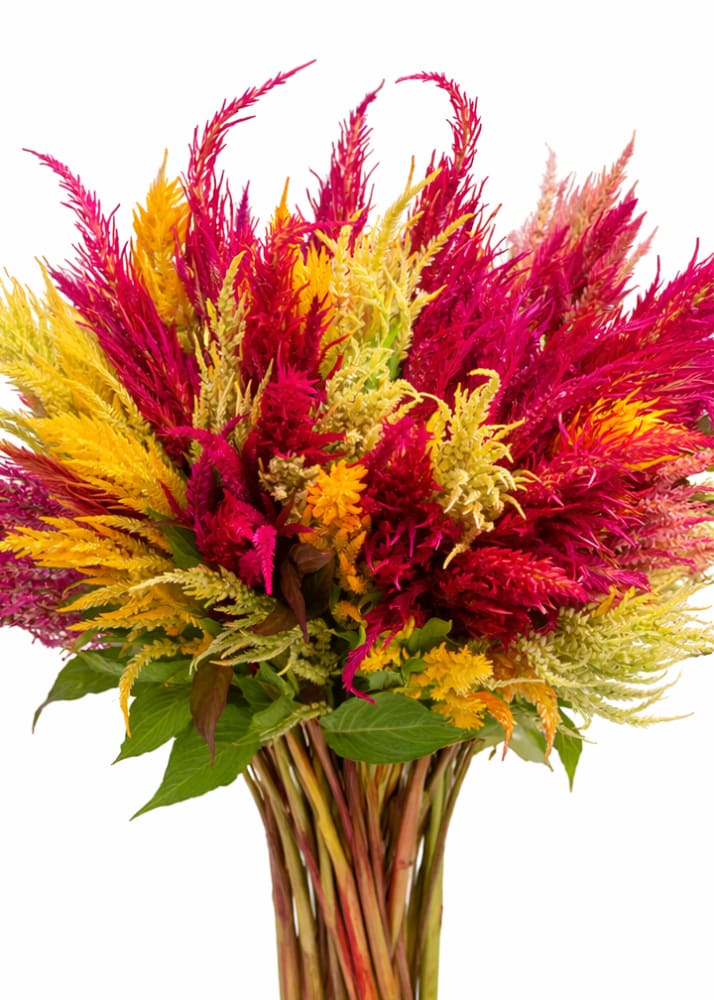 Celosia argentea var. plumosa Pampas Plume Mixture | Feather Celosia | Tall therapyofflowers.com
