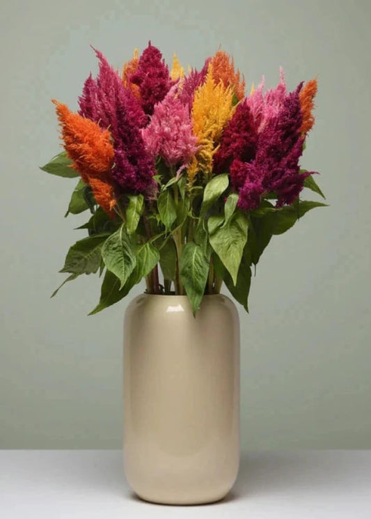 Celosia plumosa Sunday™ Mix | Feather Celosia therapyofflowers.com