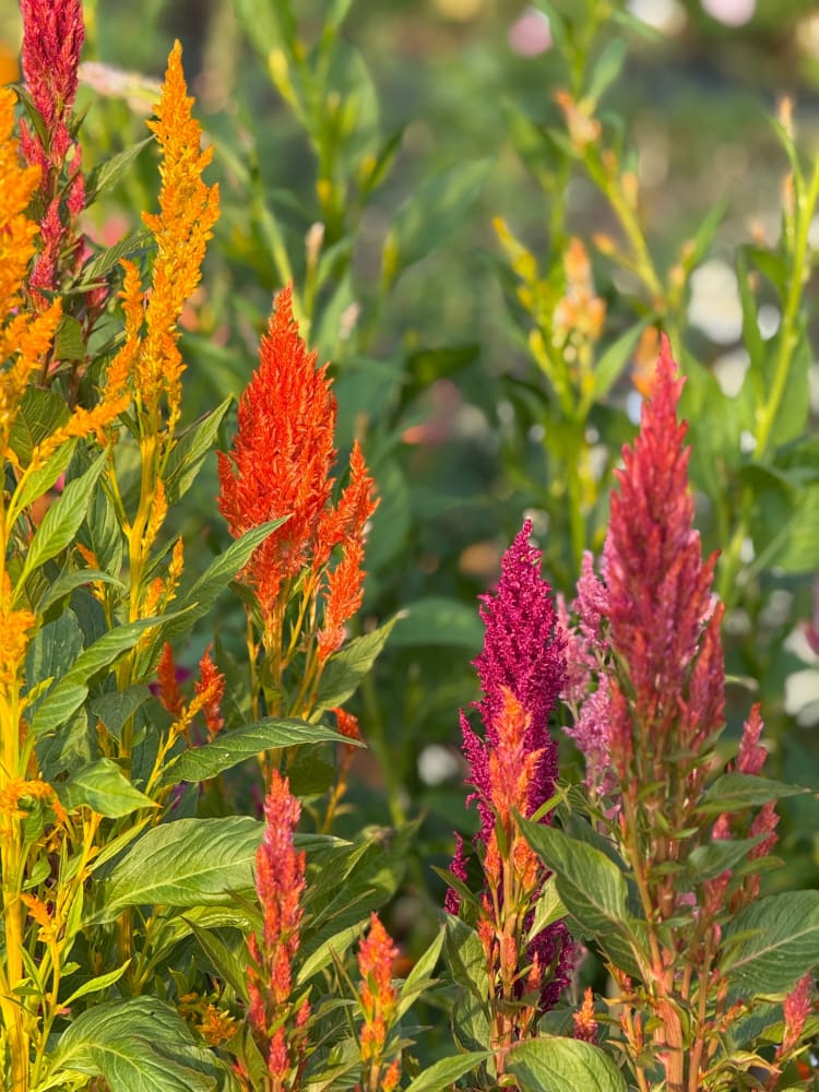 Celosia plumosa Sunday™ Mix | Cockscomb therapyofflowers.com