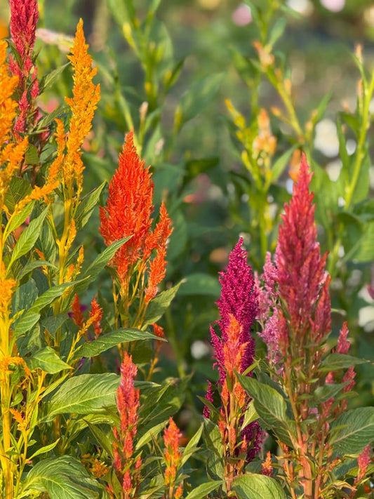 Celosia plumosa Sunday™ Mix | Cockscomb therapyofflowers.com