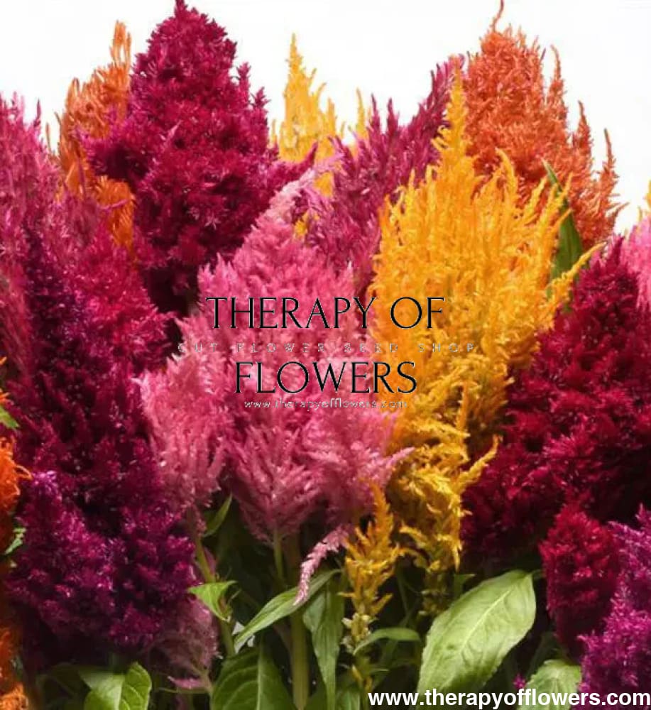 Celosia plumosa Sunday™ Mix | Cockscomb therapyofflowers.com