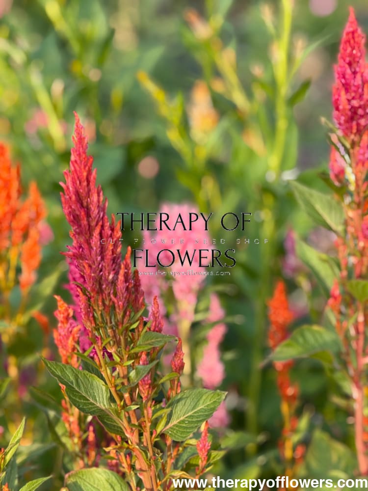 Celosia plumosa Sunday™ Mix | Cockscomb therapyofflowers.com