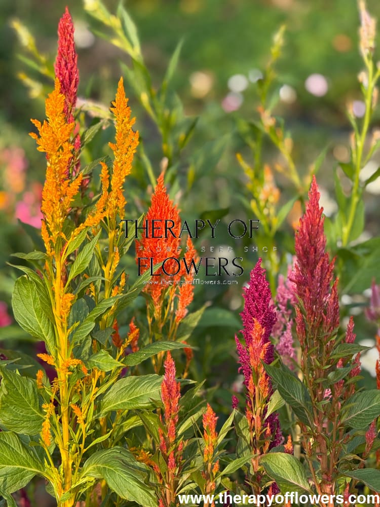 Celosia plumosa Sunday™ Mix | Cockscomb therapyofflowers.com
