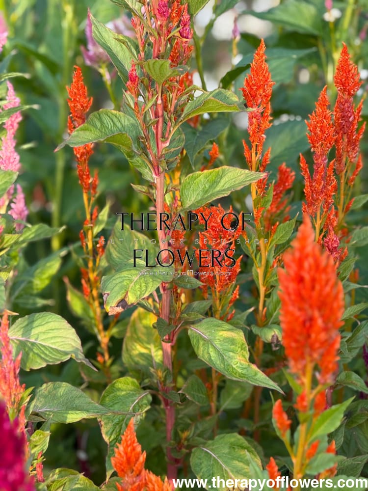Celosia plumosa Sunday™ Mix | Cockscomb therapyofflowers.com