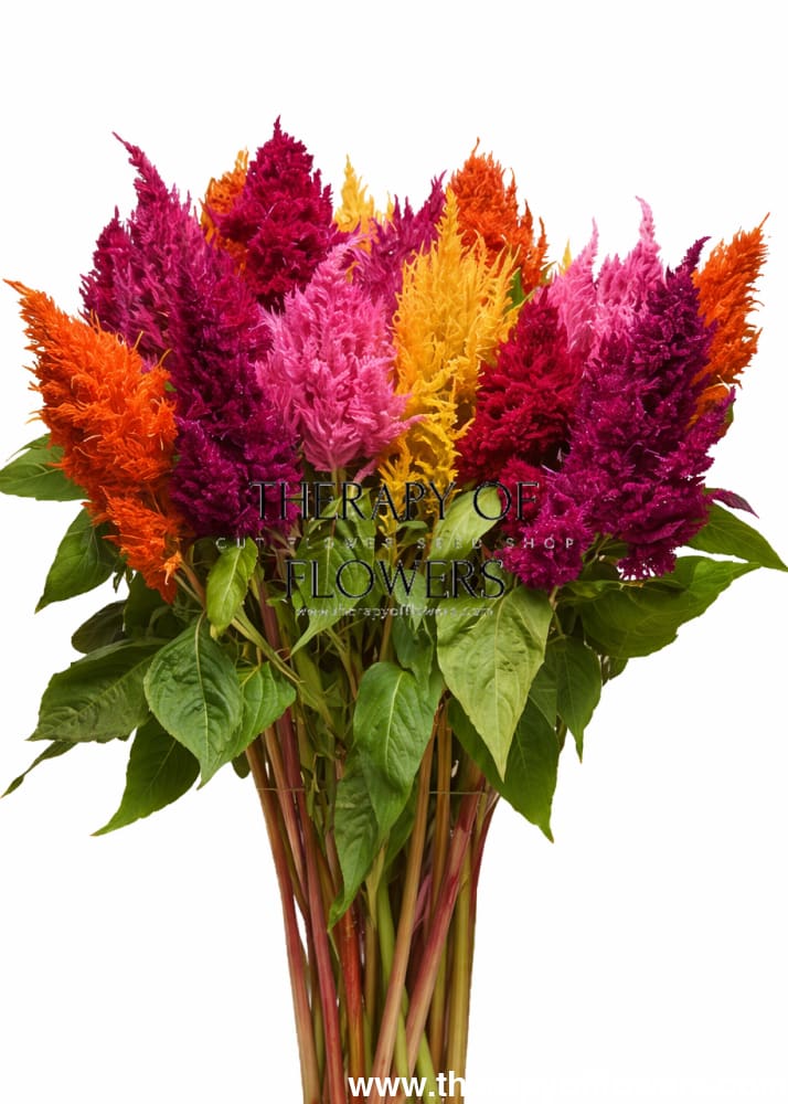 Celosia plumosa Sunday™ Mix | Feather Celosia therapyofflowers.com