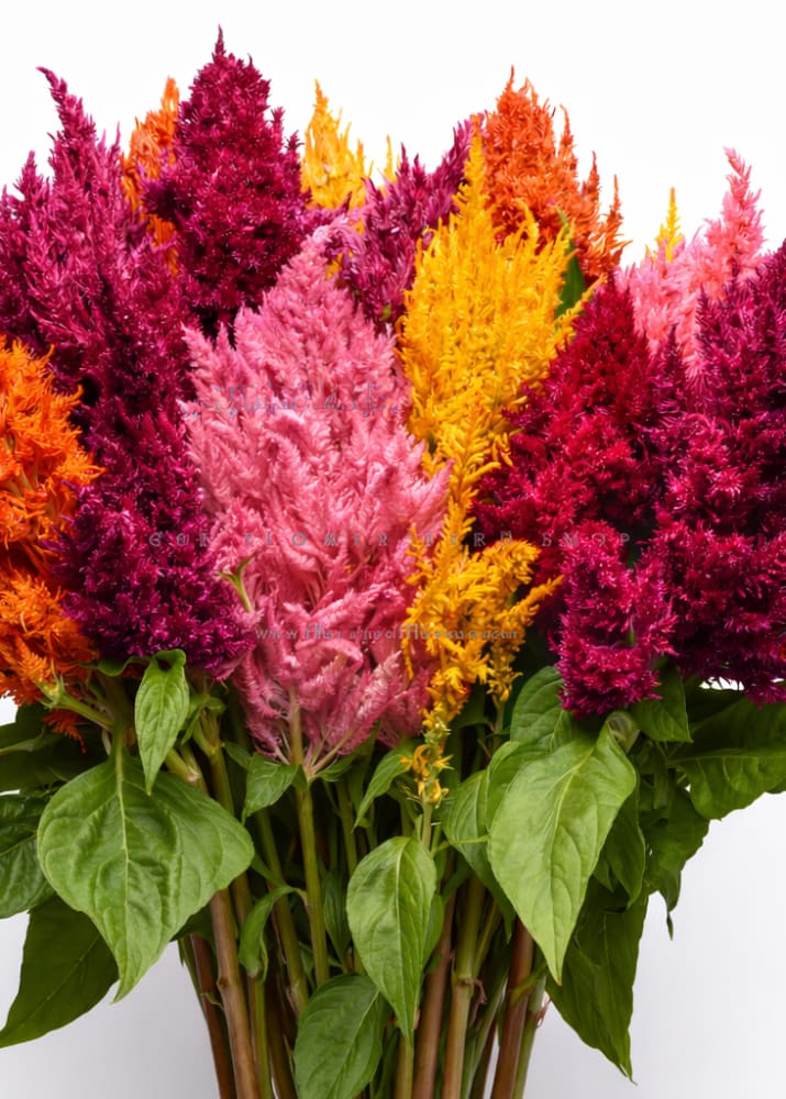 Celosia plumosa Sunday™ Mix | Feather Celosia therapyofflowers.com