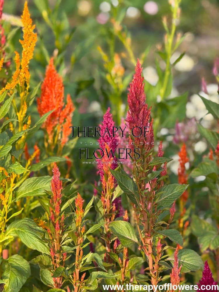 Celosia plumosa Sunday™ Mix | Cockscomb therapyofflowers.com