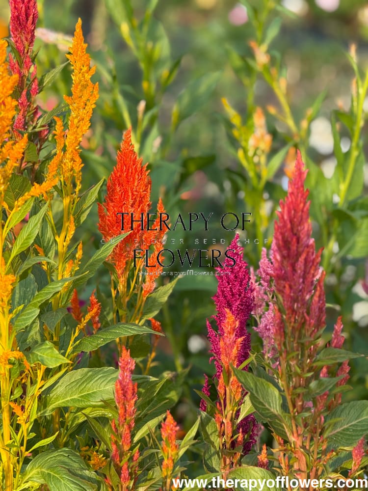 Celosia plumosa Sunday™ Mix | Cockscomb therapyofflowers.com