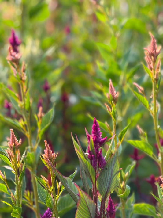 Celosia spicata Celway™ Mix | Cockscomb therapyofflowers.com