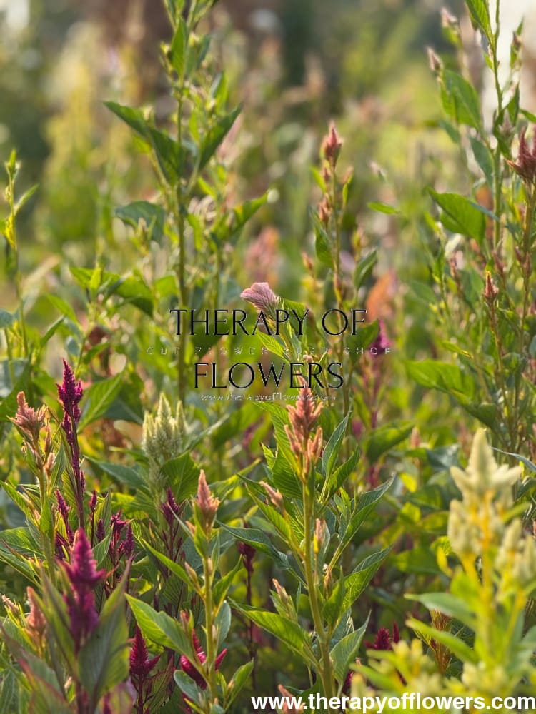 Celosia spicata Celway™ Mix | Cockscomb therapyofflowers.com