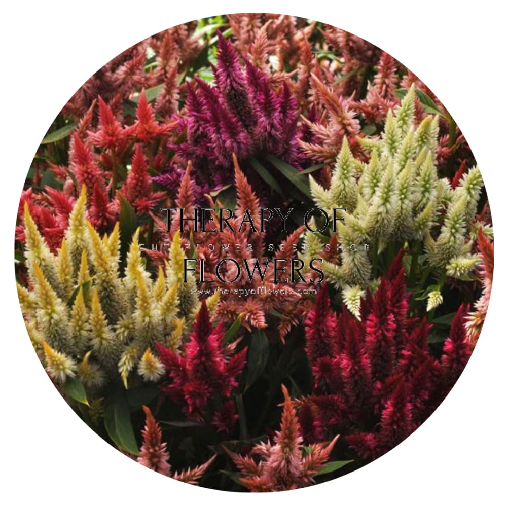 Celosia spicata Celway Mix therapyofflowers.com